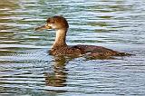 Juvenile Hooded Merganser_51207